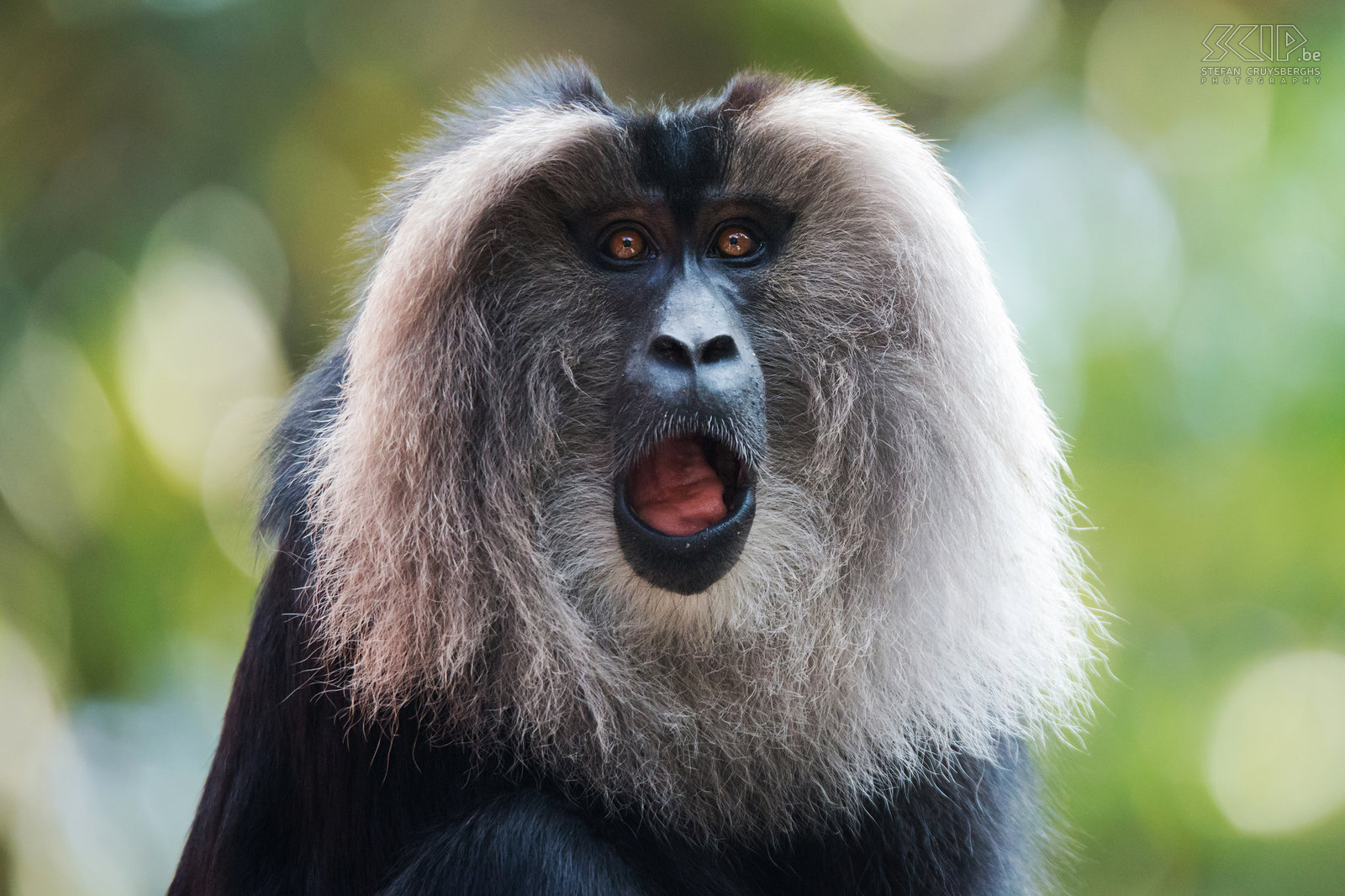 Valparai - Lion-tailed macaque The  lion-tailed macaque's outstanding characteristic are the silver-white manes around the head. They have a body length of 42cm to 61cm. They live in large groups and feed on a large variety of fruit trees and sometimes insects. Stefan Cruysberghs